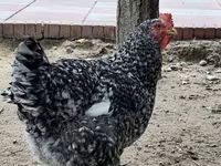 Chickens — الصورة 2