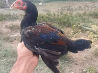 Chickens — Foto 6