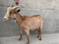 Ziege, Alpine goat — Foto 3