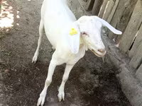 عنزة, Nubian Goat — الصورة 3