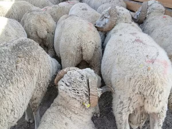 公羊, Merino sheep