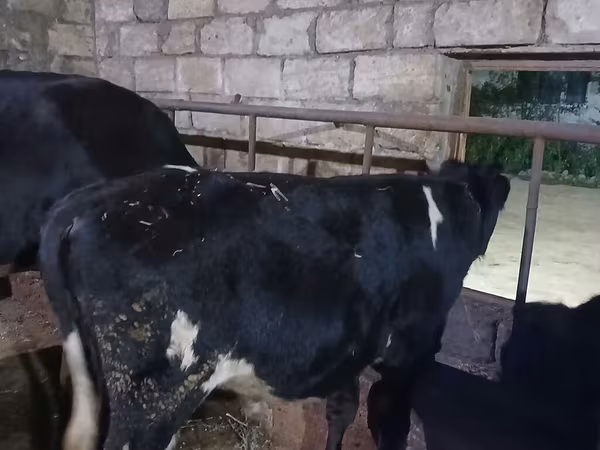 Buqa, Russian Black pied cattle