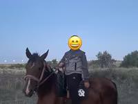 Айғыр, Жылқылар — 1-сурет