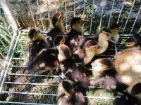 Ducks — 3-rasm