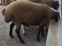 Widder, Blackheaded Persian sheep — Foto 1