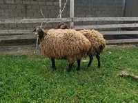 Schaf, Schafe — Foto 2
