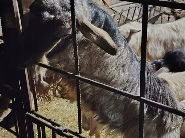 Козел, Alpine goat