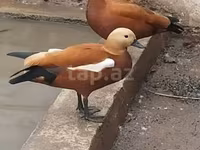 Ducks — الصورة 1