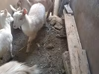 Ziege, Saanen goat — Foto 2