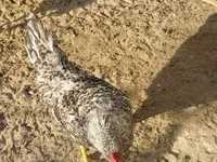 Chickens — 1-rasm