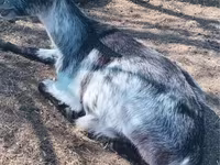 عنزة, Alpine goat — الصورة 7