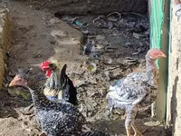 Chickens — photo 2