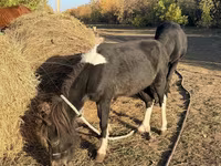 Hengst, Pferde — Foto 2