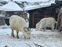 Коза, Saanen goat — фото 1
