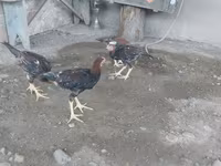 Chickens — 2-rasm