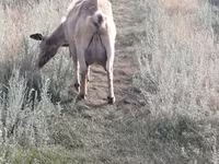 Cabra, Alpine goat — foto 5