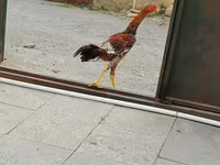 Chickens — Foto 3