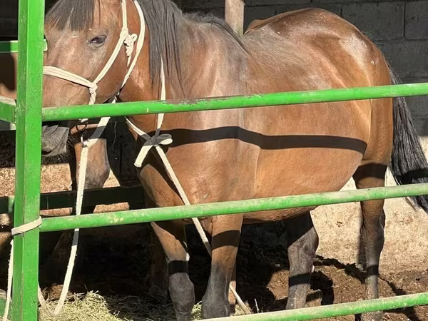 Stute, Kazakh horse
