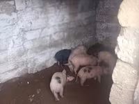 Eber, Schweine — Foto 2