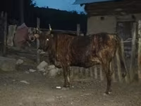 Bull, Cattle — photo 2