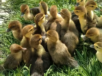 Ducks — फ़ोटो 6