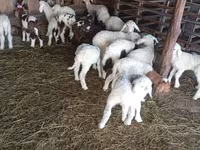 母羊, Awassi sheep — 照片 1