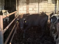 公牛, Simmental cattle — 照片 6