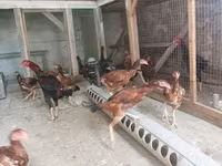 Chickens — 2-сурет