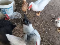 Chickens — Foto 2