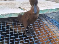 Ducks — 2-rasm