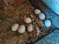 Chickens — foto 3