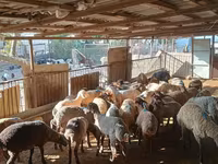 Caballo, Caballos — foto 2