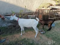Goat, Saanen goat — photo 6