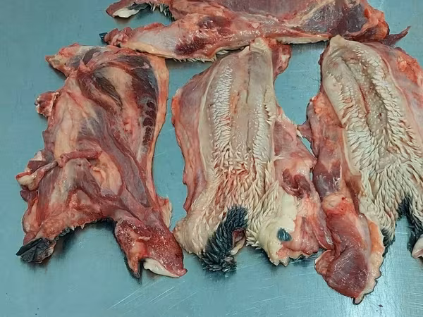Лакомство для собак