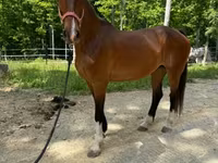 فرس, Dutch warmblood horse — الصورة 5