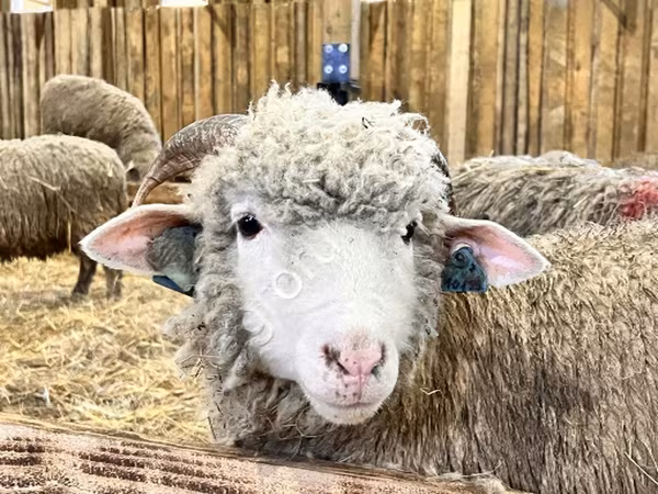 Qoʻy, Kuibyshev sheep