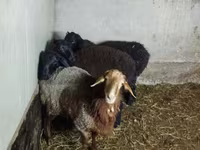 Schaf, Hissar sheep — Foto 4