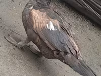 Ducks — फ़ोटो 1