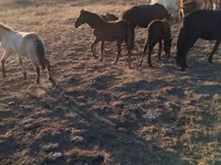 حصان, Kazakh horse — الصورة 6