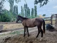 घोड़ी, French Trotter — फ़ोटो 1