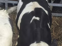 Бұқа, Russian Black pied cattle — 5-сурет
