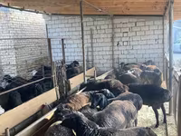 Oveja, Ovejas — foto 1
