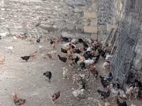 Chickens — 8-rasm