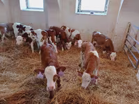 Бұқа, Simmental cattle — 2-сурет