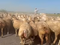 भेड़, भेड़ — फ़ोटो 1