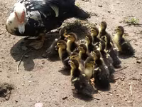 Ducks — Foto 8