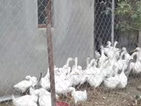 Geese — الصورة 1
