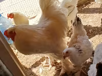 براهما — الصورة 2