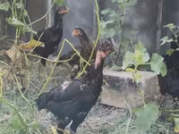 Chickens — Foto 4