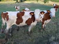 गाय, मोंबेलियार्ड — फ़ोटो 6